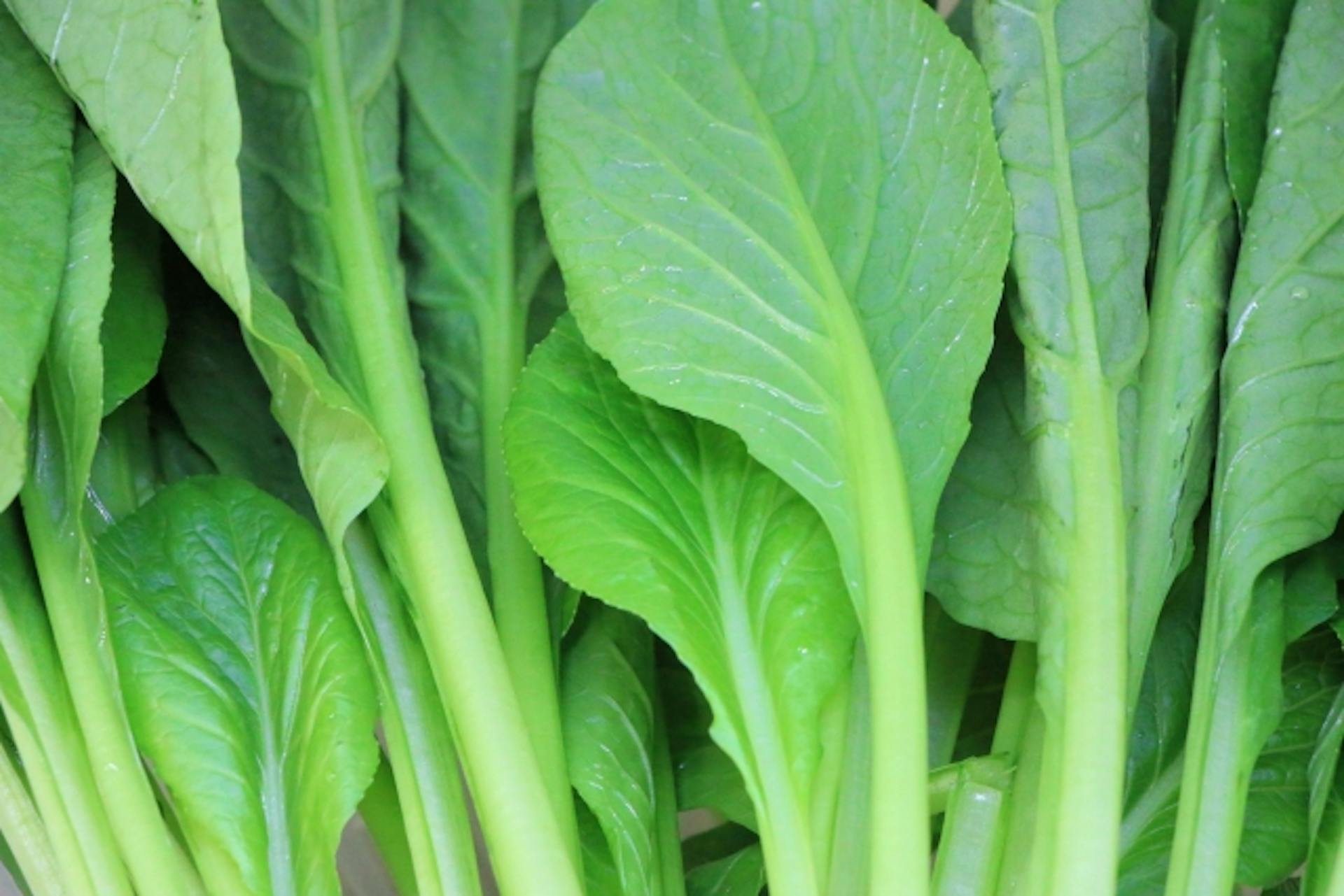 小松菜から摂取できる栄養素とは？おいしく食べるためのコツも紹介のサムネイル