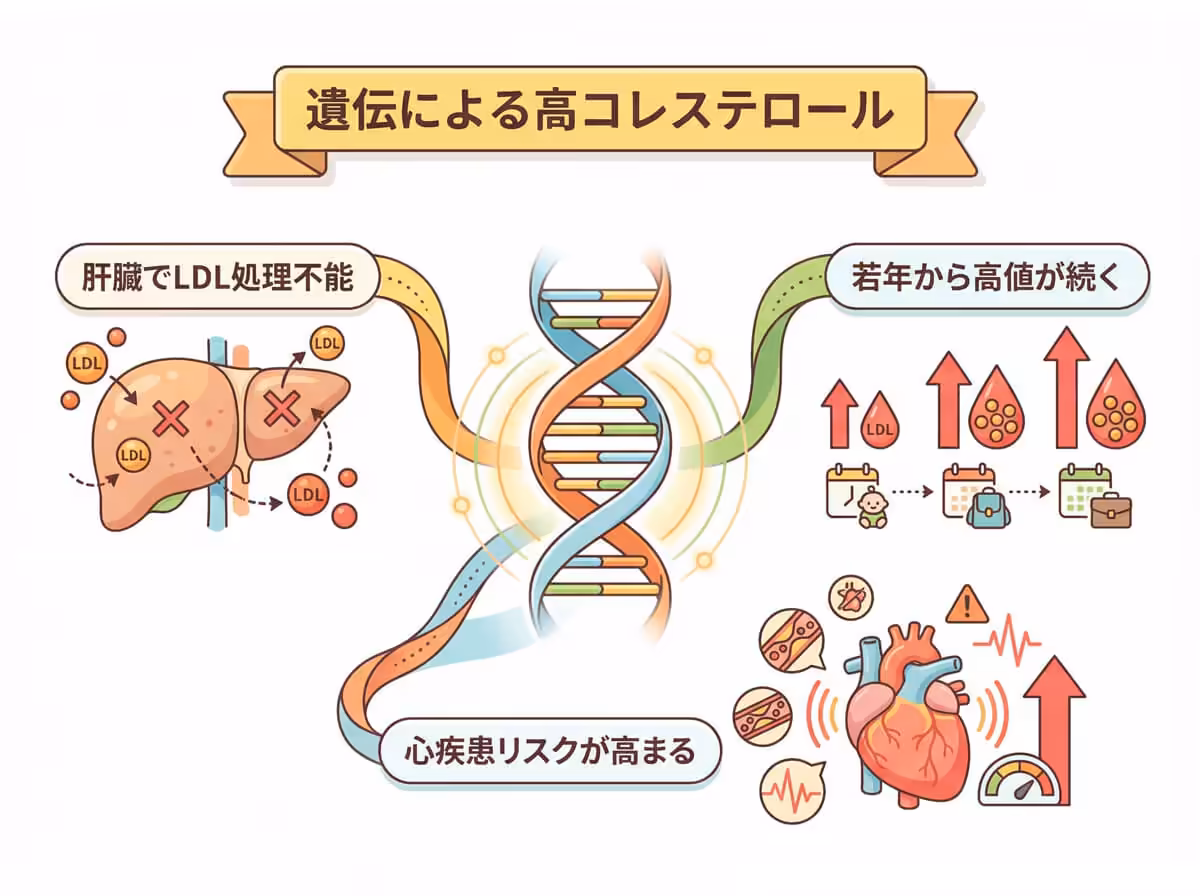 遺伝による高コレステロール