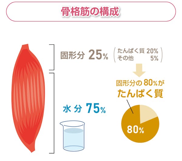 骨格の構成図