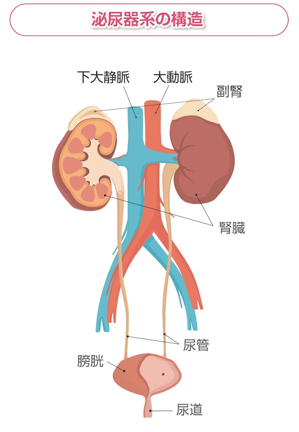 泌尿器系の構造図