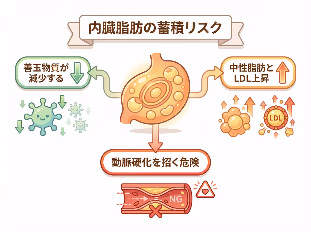内臓脂肪の蓄積リスク
