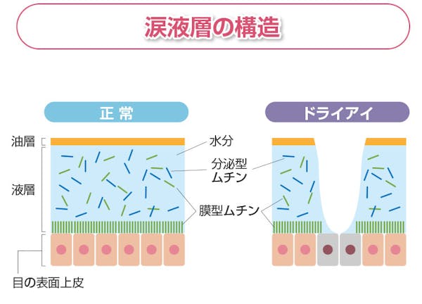 涙液層の構造