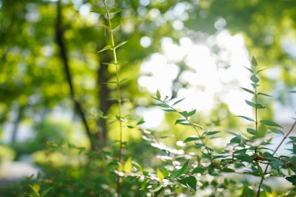 日光を浴びる草