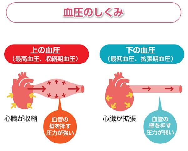 血圧の仕組みを解説した図