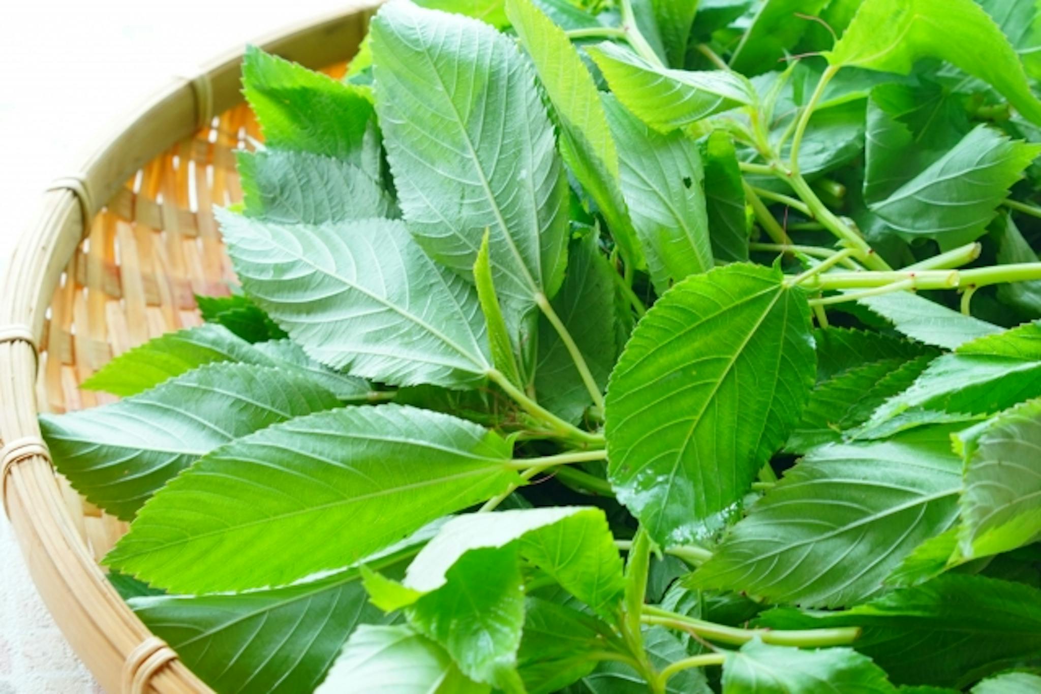 モロヘイヤは栄養たっぷりの「王様の野菜」？栄養素について解説のサムネイル