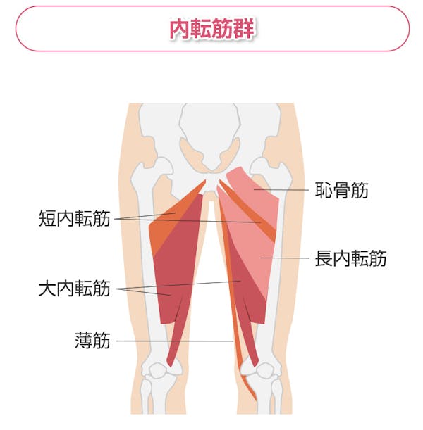 内転筋群の解説図