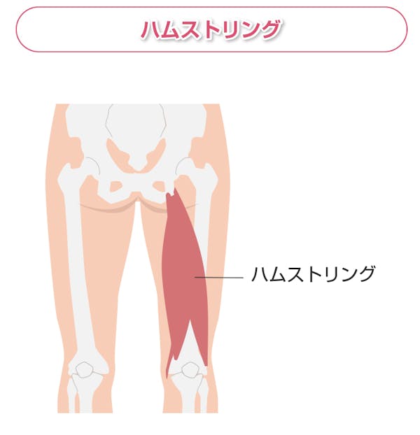 ハムストリングスの解説図