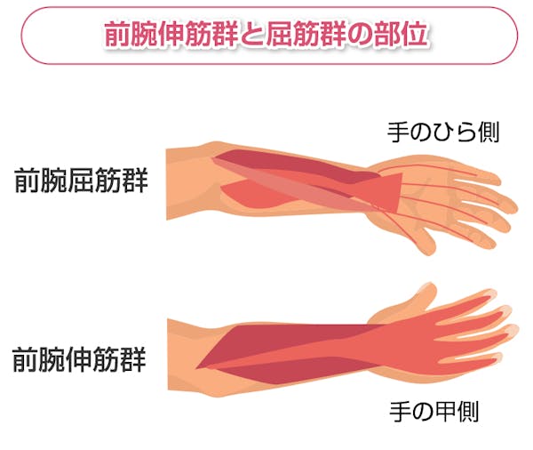 前腕の筋肉解説図
