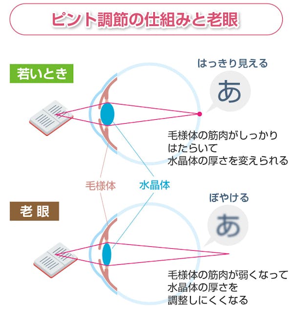 ピント調節仕組みと老眼