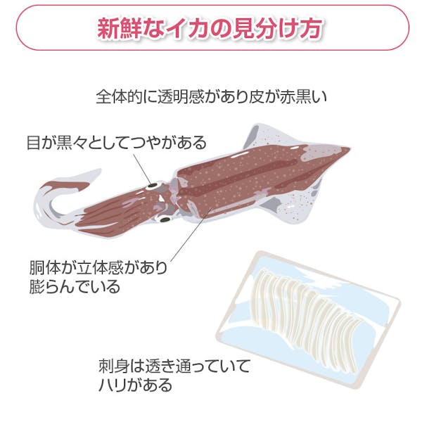 新鮮なイカの見分け方