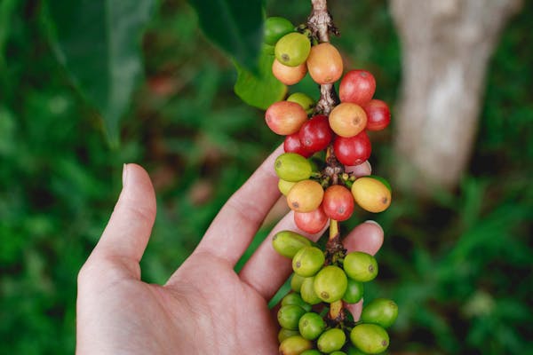 コーヒー豆の基礎知識