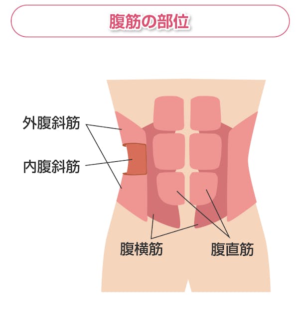 下腹部にある筋肉