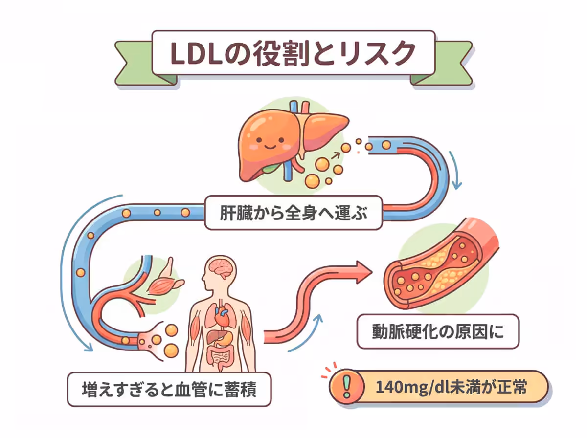 LDLの役割とリスク