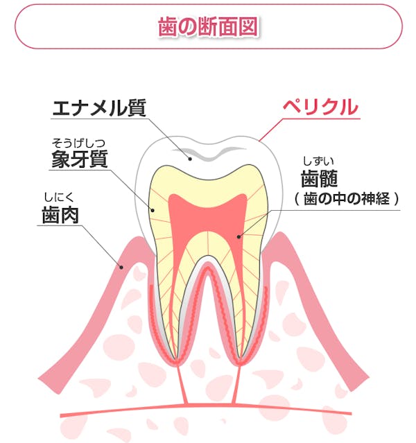 歯の断面図