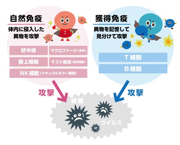 自然免疫と獲得免疫