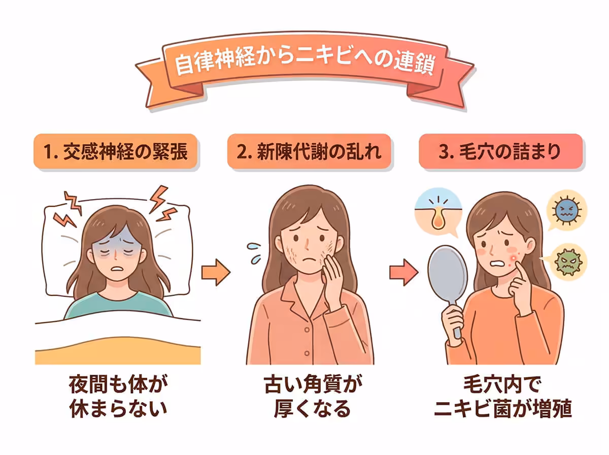 自律神経からニキビへの連鎖
