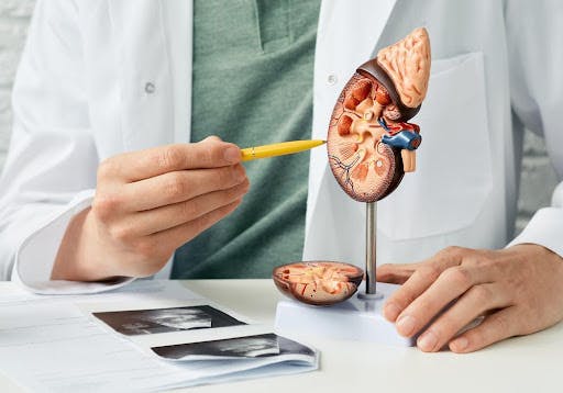 肝臓の模型