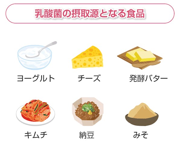 乳酸菌の摂取源