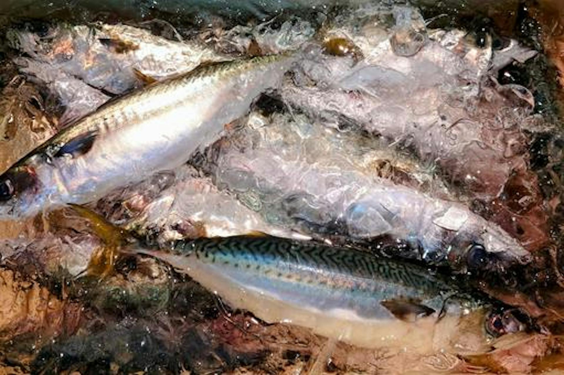 さばから摂取できる栄養素とは？おいしく食べるためのコツも紹介のサムネイル