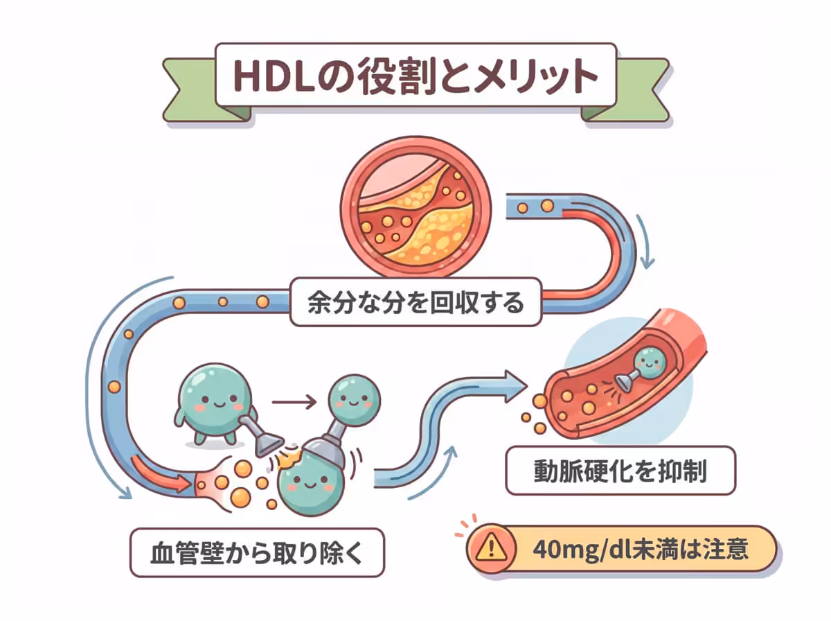HDLの役割とメリット