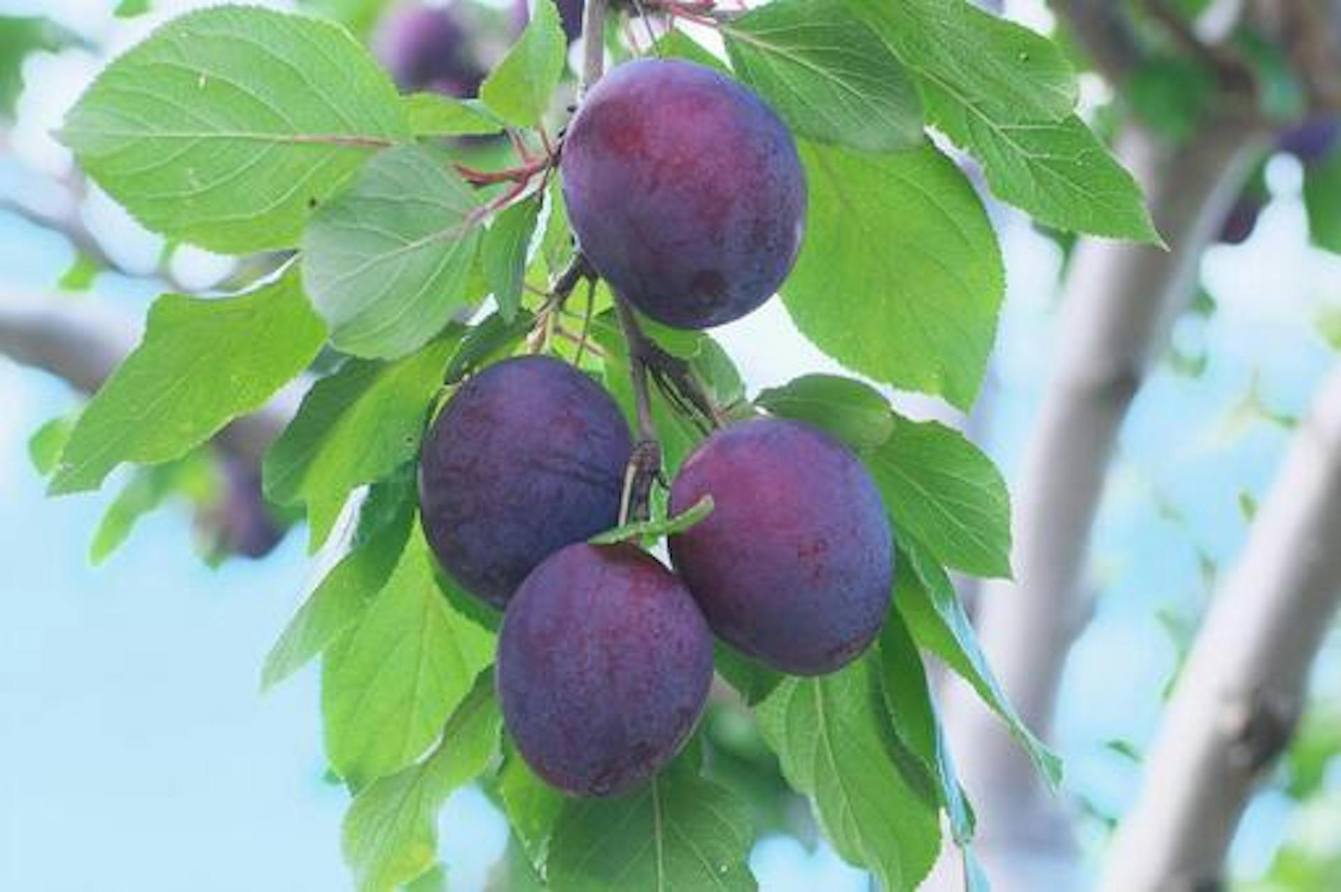 プルーンの効果とは？含まれる栄養素や成分の作用・効果を解説！のサムネイル