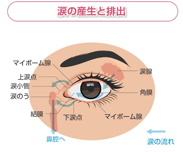 涙の産出と排出