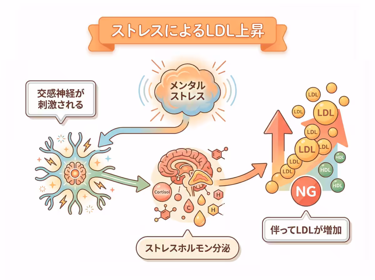 ストレスによるLDL上昇