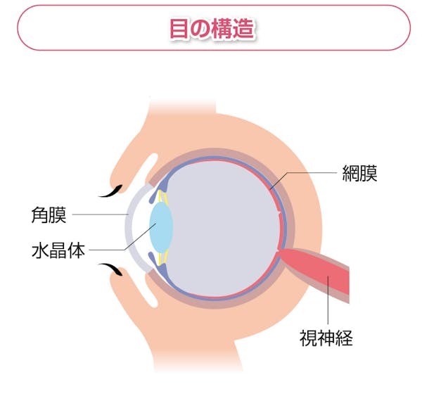 目の構造