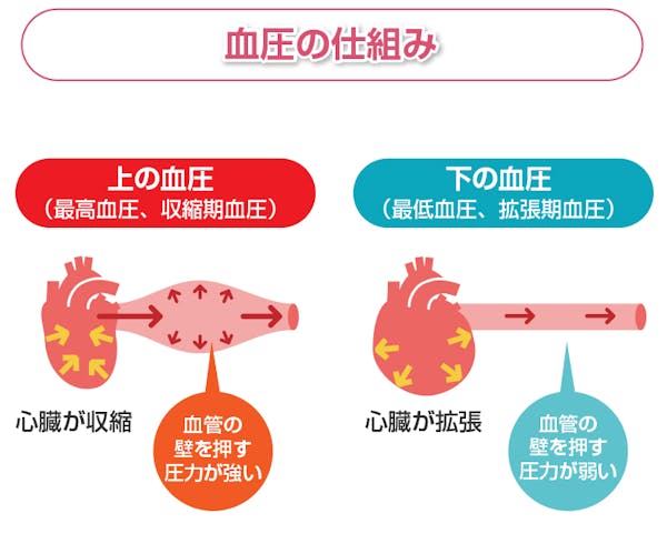 血圧の仕組み