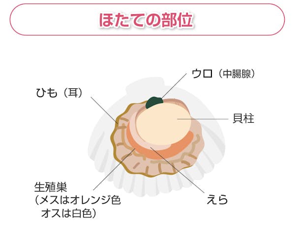 ほたての部位解説図