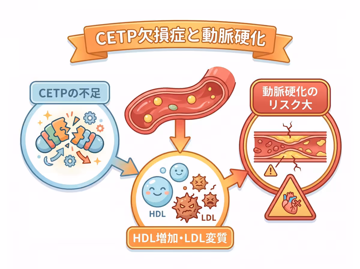 CETP欠損症と動脈硬化