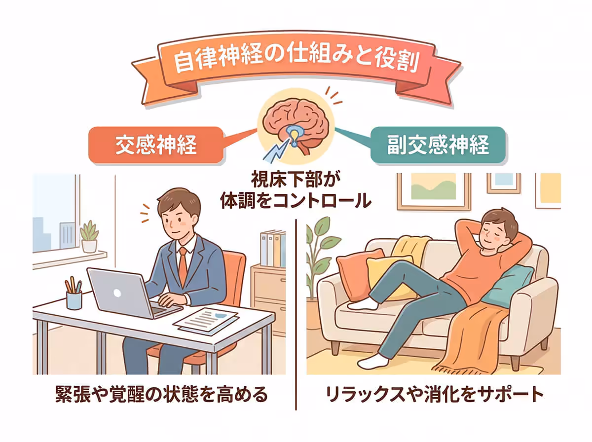 自律神経の仕組みと役割