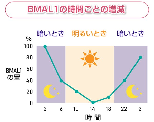 BMAL1の時間ごとの増減