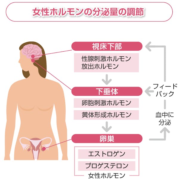 女性ホルモンの分泌量の調節