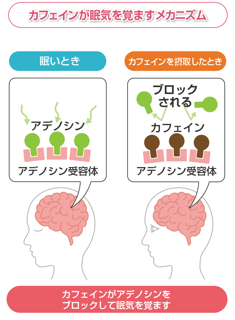 カフェインが眠気を覚ます仕組み