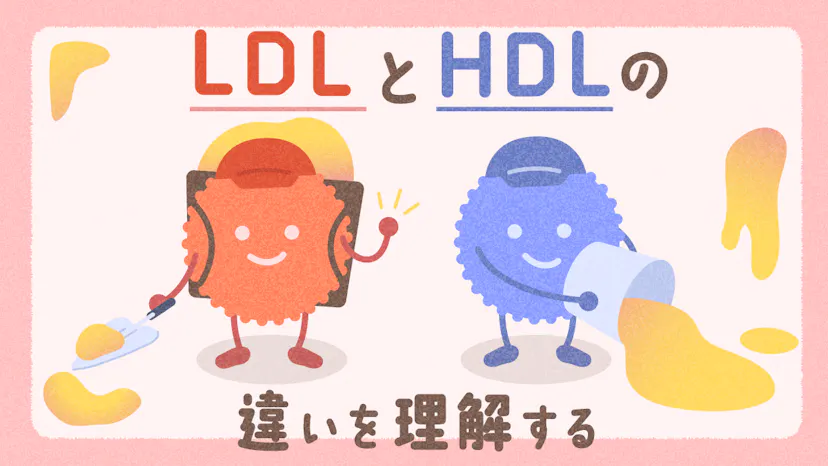 LDLコレステロールとは？HDLとの違いと体内での重要な役割を解説！のサムネイル