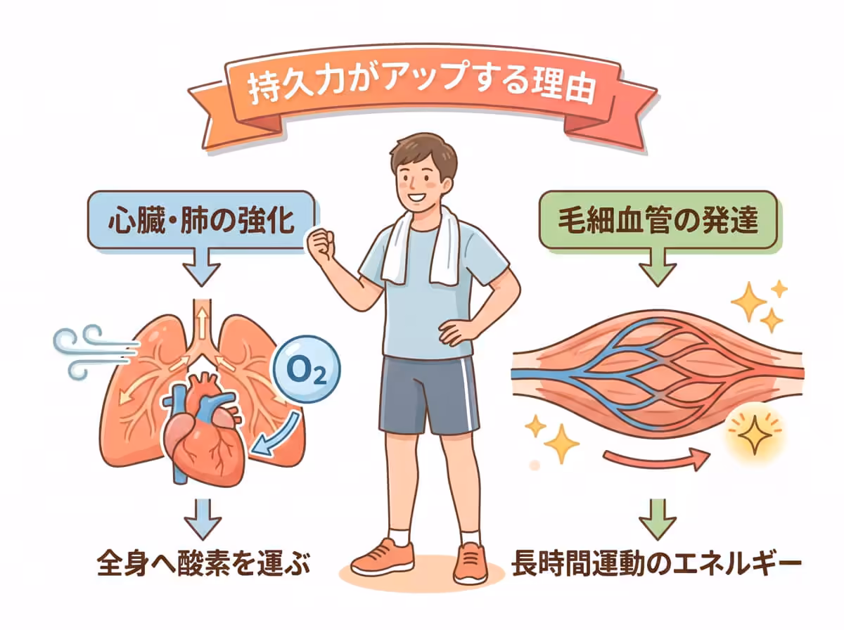 持久力がアップする理由