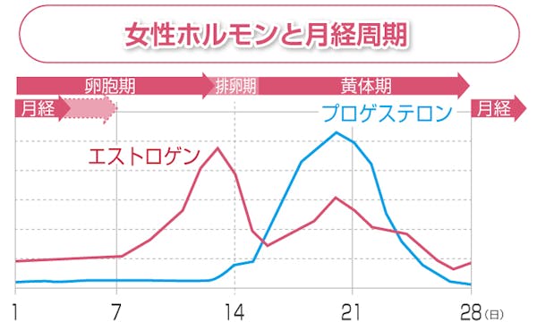 女性ホルモンと月経周期