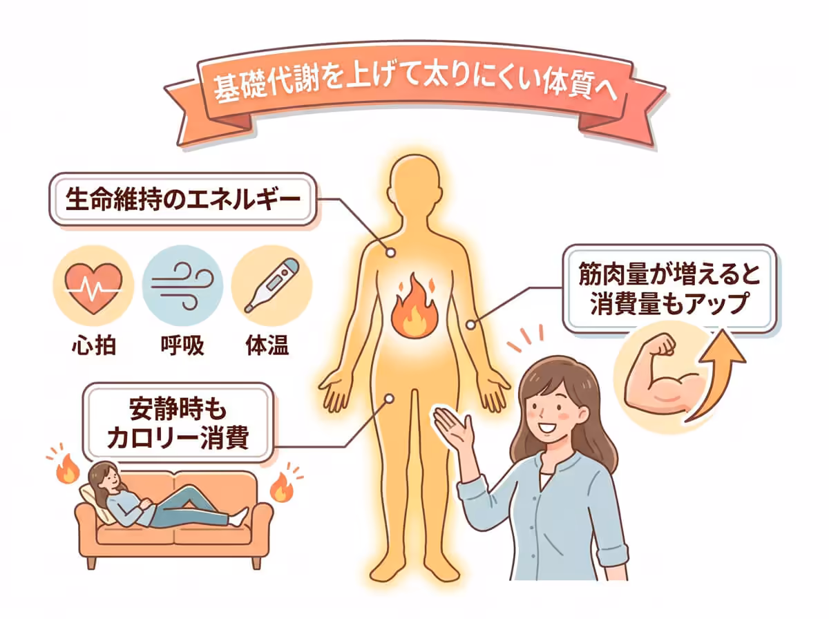 基礎代謝を上げて太りにくい体質へ