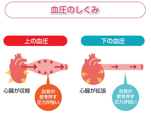 血圧の仕組み