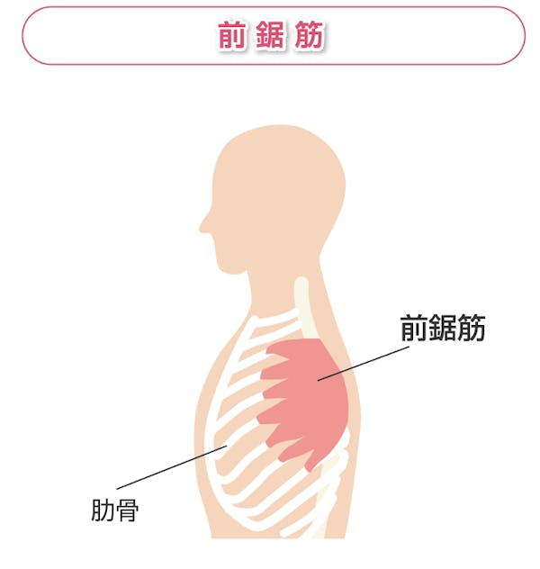 前鋸筋