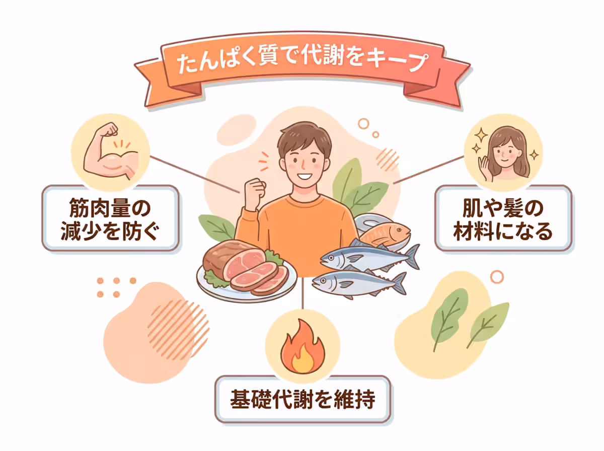 たんぱく質で代謝をキープ