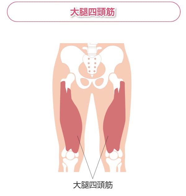 大腿四頭筋の解説図