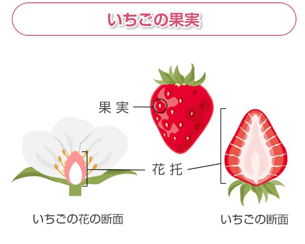 いちごの果実