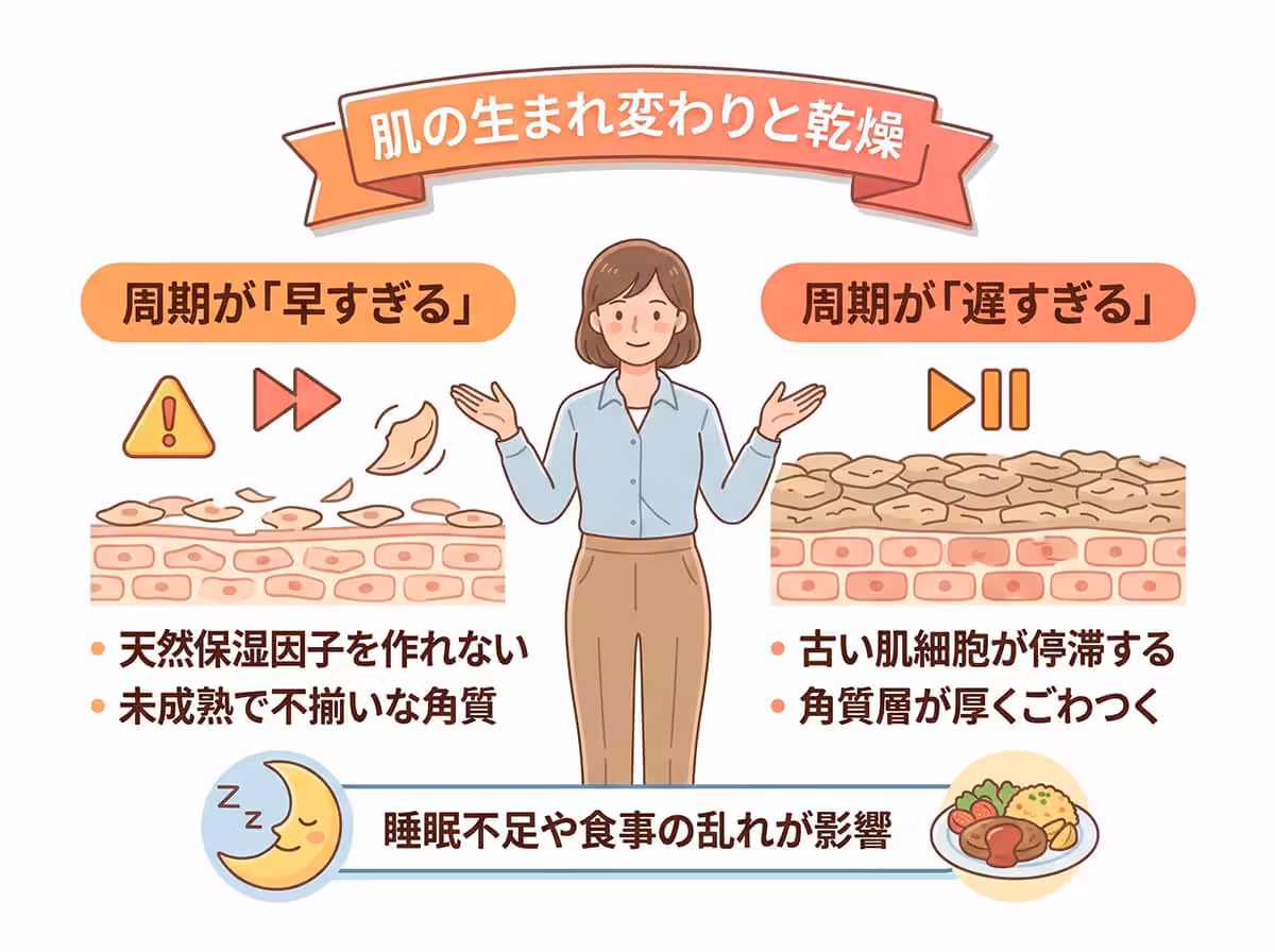 肌の生まれ変わりと乾燥