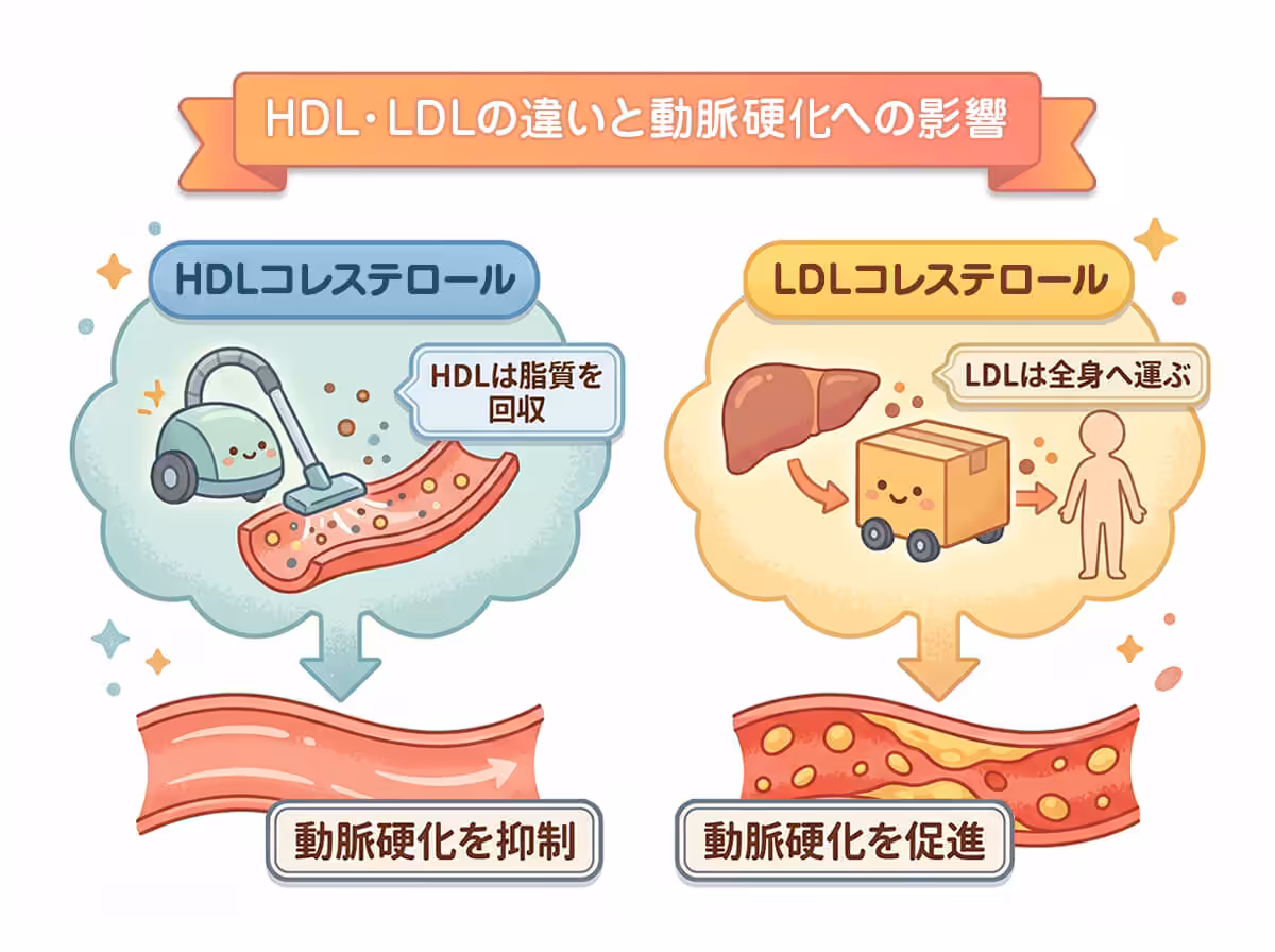 HDL･LDLの違いと動脈硬化への影響