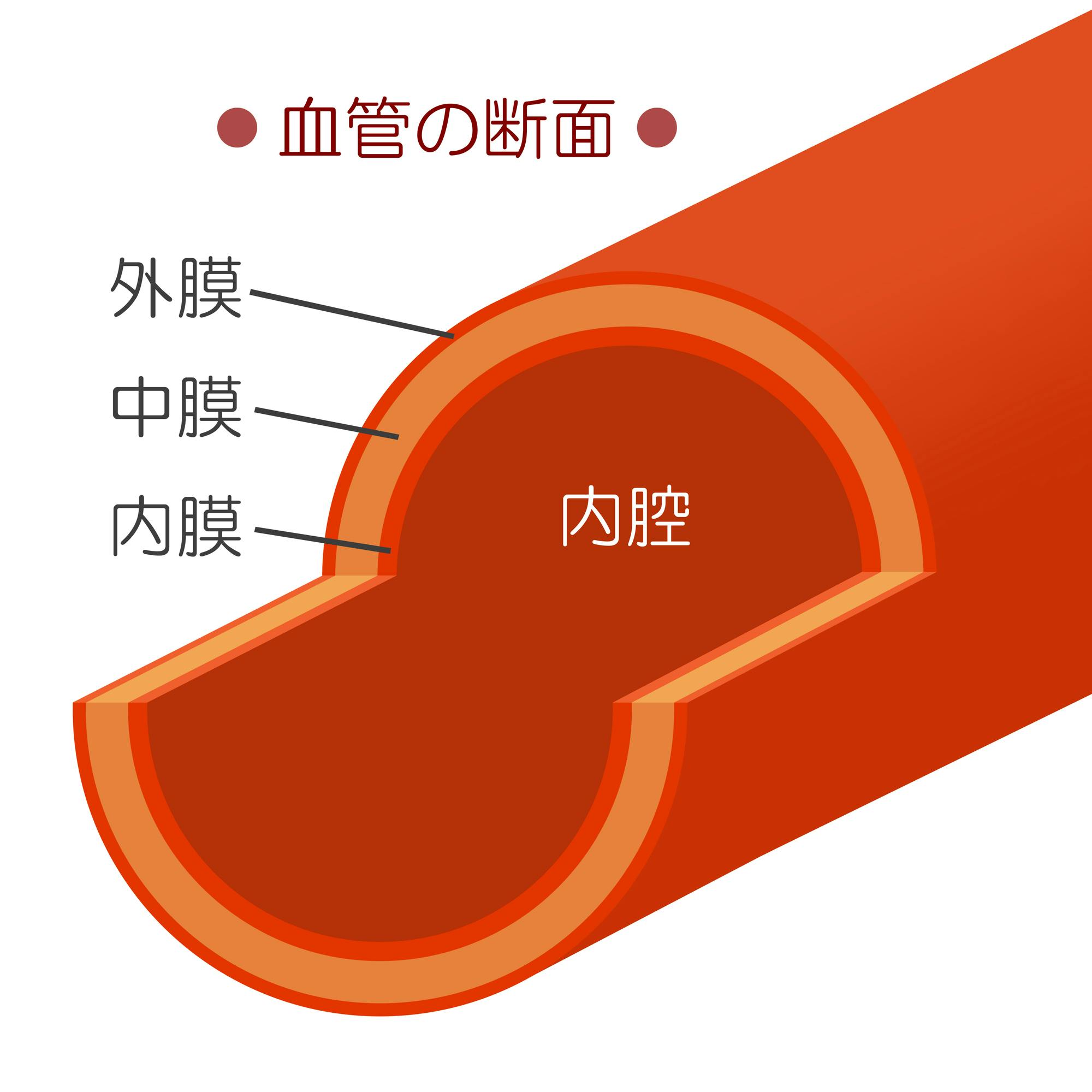 血管の断面